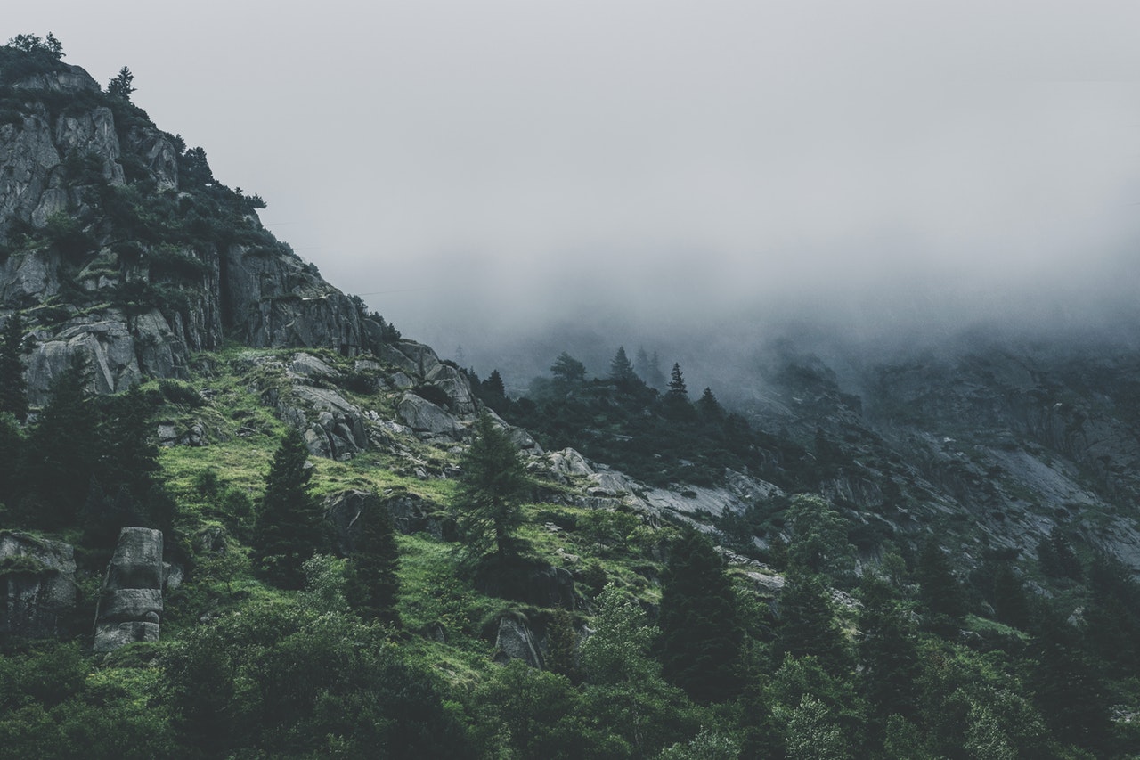 Servicios Green Leafed Trees During Fog Time 167684